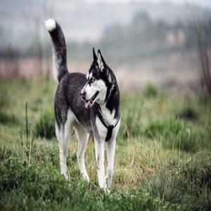 Enthüllung der 10 beliebtesten Hunderassen: Ein umfassender Leitfaden